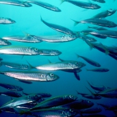 A school of Pacific herring swims through clear waters surrounding the Channel Islands, California. ca. 1990s Channel Islands, California, USA