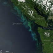 The bright blue and green swirls that the Moderate Resolution Imaging Spectroradiometer (MODIS) detected off the coast of Vancouver Island, Canada, were made by millions of tiny ocean plants called phytoplankton. The coastal waters of the Eastern Pacific are productive because wind and ocean currents allow nutrient-rich water from deep in the ocean to rise to the surface. The cold rising water carries phosphates and nitrates, which act as fertilizer to the phytoplankton that grow in the sunlit waters at the ocean’s surface. Since phytoplankton are the base of the food chain, areas that support large phytoplankton blooms tend to have large fish populations. Off the coast of Vancouver Island and Washington State, phytoplankton blooms tend to happen when winds blow down the coast from the north. The winds push the ocean’s surface water west, out to sea. Deep water rises up to replace the wind-blown surface water, and it carries the nutrients needed to support phytoplankton blooms. The Moderate Resolution Im